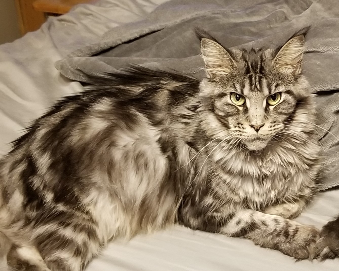 MaineCoonFelicity2e.jpg