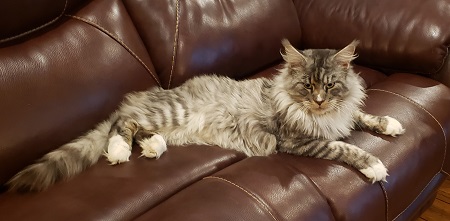 MaineCoonGiantYota14.jpg