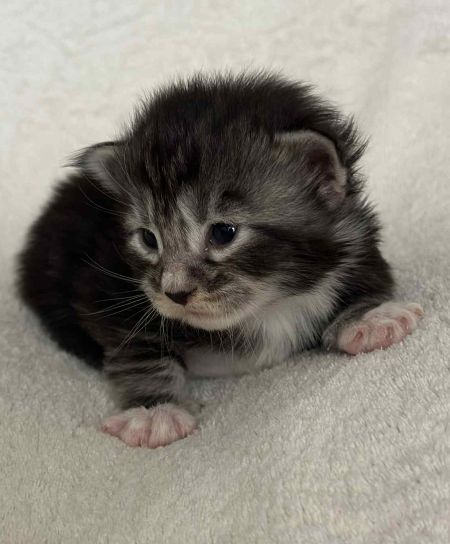 MaineCoonKitten081525FNS22Wht3.jpg