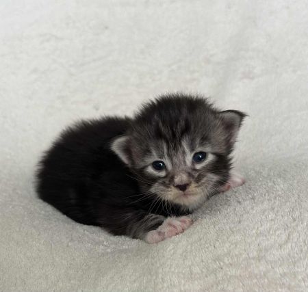 MaineCoonKitten081525FNS22Wht4.jpg