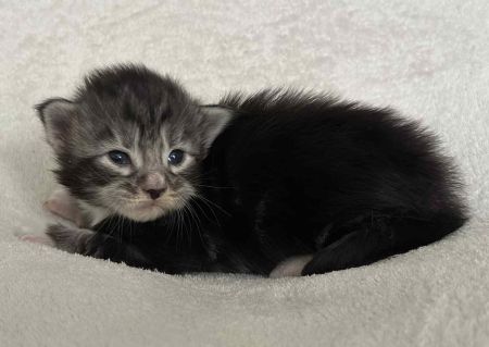 MaineCoonKitten081525FNS22Wht5.jpg