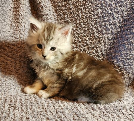 MaineCoonKittenDaihbiAkoni07102025MBlue1.jpg
