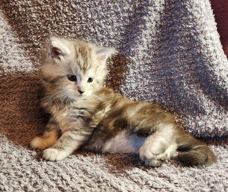 MaineCoonKittenDaihbiAkoni07102025MBlue8.jpg