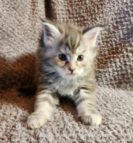 MaineCoonKittenDaihbiAkoni07102025MPurple1.jpg