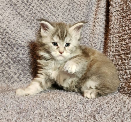 MaineCoonKittenDaihbiAkoni07102025MPurple7.jpg
