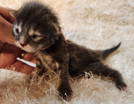 MaineCoonKittenDaihbiRauchenFPink3.jpg