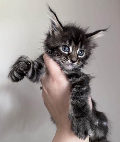 MaineCoonKittenDestinyDandy051524FPink3.jpg