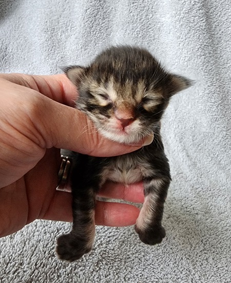 MaineCoonKittenDestinyDandyMRed4.jpg