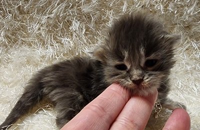 MaineCoonKittenDestinyRauchen11062023FAqua1.jpg MaineCoonKittenDestinyRauchen11062023FAqua1.jpg