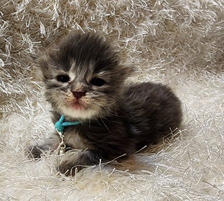 MaineCoonKittenDestinyRauchen11062023FAqua2.jpg MaineCoonKittenDestinyRauchen11062023FAqua2.jpg