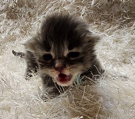 MaineCoonKittenDestinyRauchen11062023FAqua3.jpg MaineCoonKittenDestinyRauchen11062023FAqua3.jpg