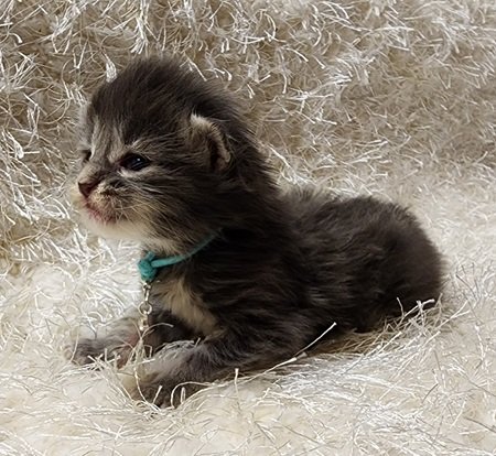 MaineCoonKittenDestinyRauchen11062023FAqua4.jpg MaineCoonKittenDestinyRauchen11062023FAqua4.jpg
