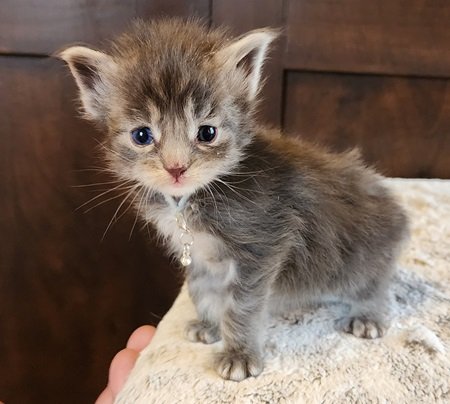 MaineCoonKittenDestinyRauchen11062023FGrey6.jpg MaineCoonKittenDestinyRauchen11062023FGrey6.jpg