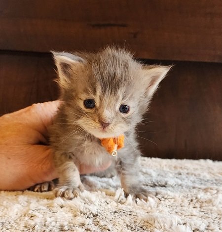 MaineCoonKittenDestinyRauchen11062023FOrange6.jpg MaineCoonKittenDestinyRauchen11062023FOrange6.jpg