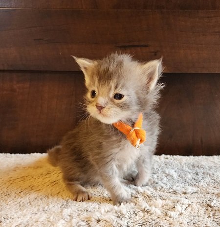 MaineCoonKittenDestinyRauchen11062023FOrange8.jpg MaineCoonKittenDestinyRauchen11062023FOrange8.jpg