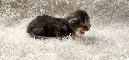 MaineCoonKittenDestinyRauchen11062023FYellow2.jpg MaineCoonKittenDestinyRauchen11062023FYellow2.jpg