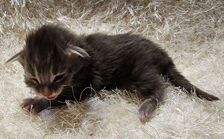 MaineCoonKittenDestinyRauchen11062023FYellow3.jpg MaineCoonKittenDestinyRauchen11062023FYellow3.jpg