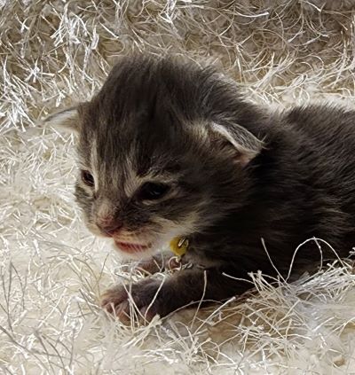 MaineCoonKittenDestinyRauchen11062023FYellow4.jpg MaineCoonKittenDestinyRauchen11062023FYellow4.jpg