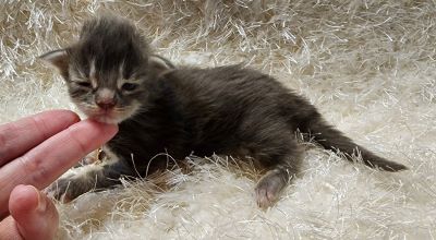 MaineCoonKittenDestinyRauchen11062023FYellow5.jpg MaineCoonKittenDestinyRauchen11062023FYellow5.jpg