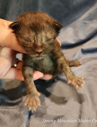 MaineCoonKittenEpiphanyAkoni04292025FGreen1.jpg