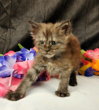 MaineCoonKittenEpiphanyAkoni04292025FGreen11.jpg