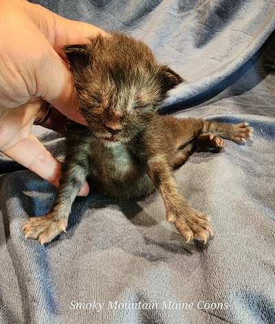 MaineCoonKittenEpiphanyAkoni04292025FGreen4.jpg