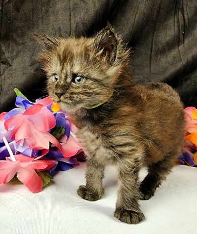 MaineCoonKittenEpiphanyAkoni04292025FGreen5.jpg