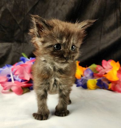 MaineCoonKittenEpiphanyAkoni04292025FGreen6.jpg