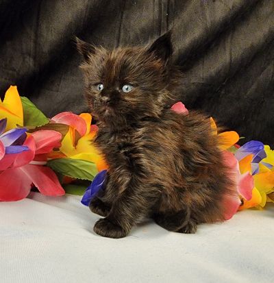 MaineCoonKittenEpiphanyAkoni04292025FPink11.jpg