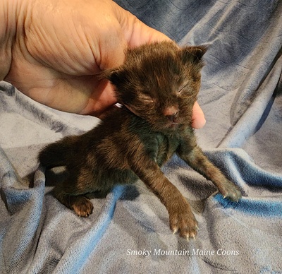 MaineCoonKittenEpiphanyAkoni04292025FPink2.jpg