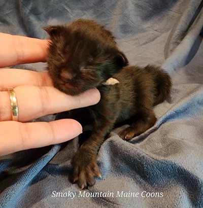 MaineCoonKittenEpiphanyAkoni04292025FPink4.jpg