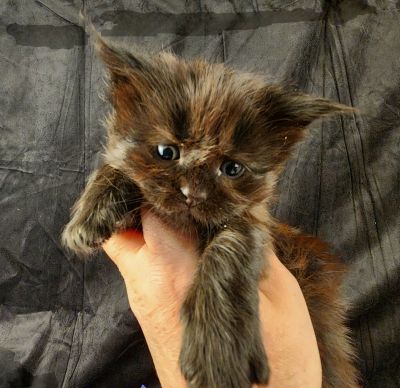 MaineCoonKittenEpiphanyAkoni04292025FPink7.jpg