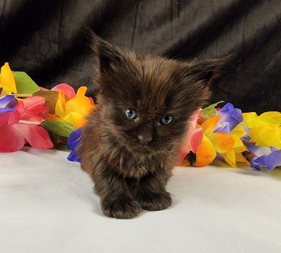MaineCoonKittenEpiphanyAkoni04292025FPink8.jpg