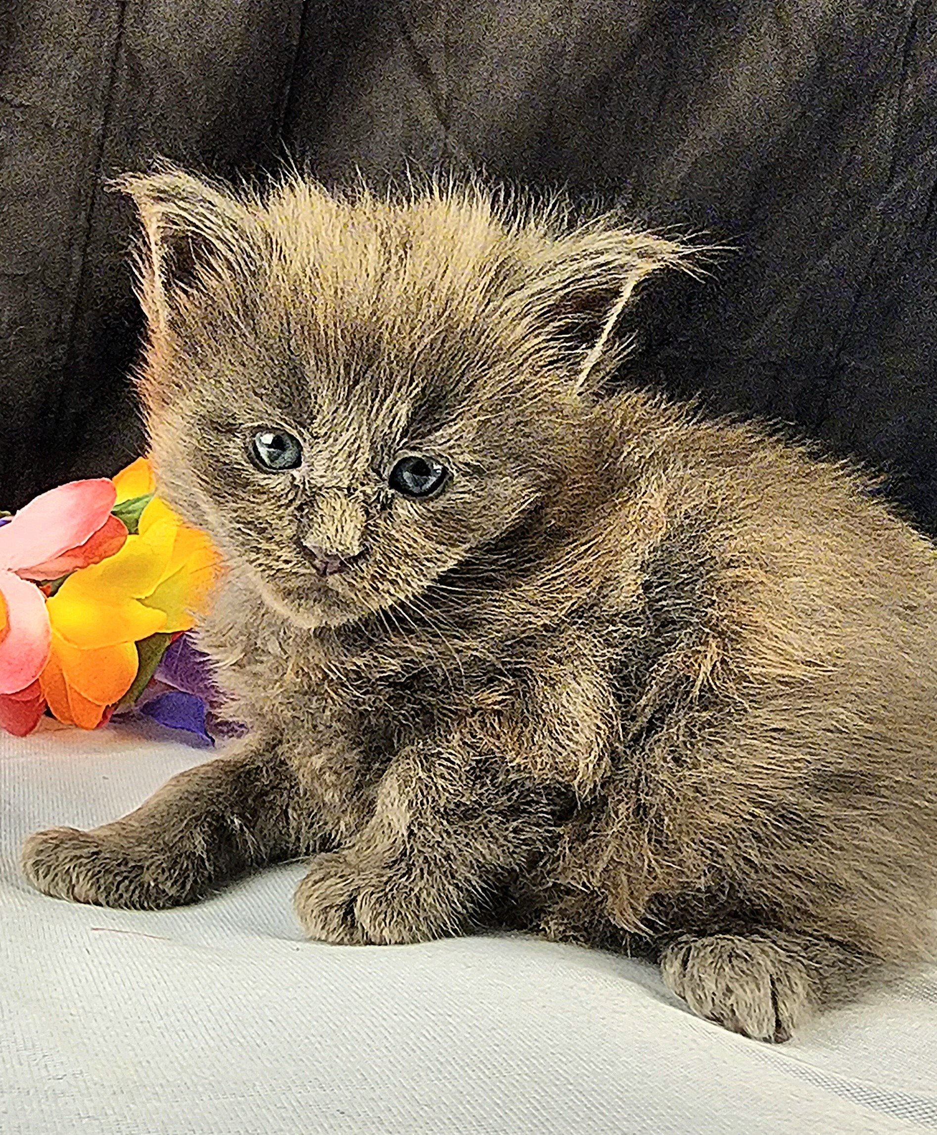 MaineCoonKittenEpiphanyAkoni04292025FPurple16.jpg
