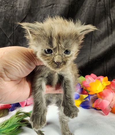 MaineCoonKittenEpiphanyAkoni04292025FPurple6.jpg