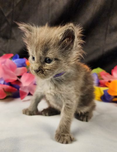 MaineCoonKittenEpiphanyAkoni04292025FPurple8.jpg