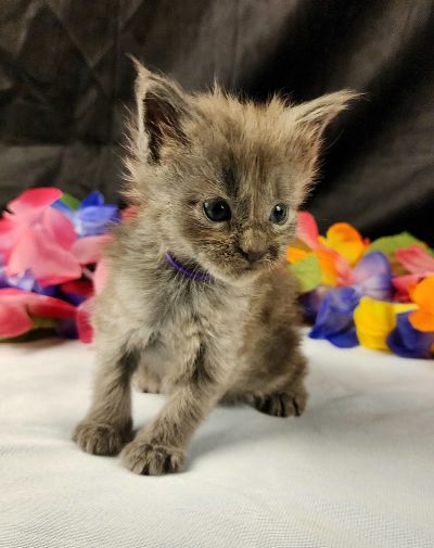 MaineCoonKittenEpiphanyAkoni04292025FPurple9.jpg