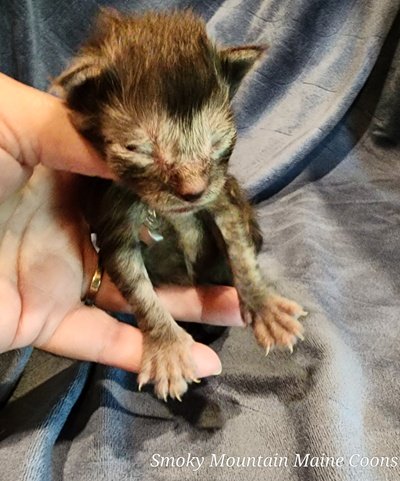 MaineCoonKittenEpiphanyAkoni04292025MLtBlue2.jpg