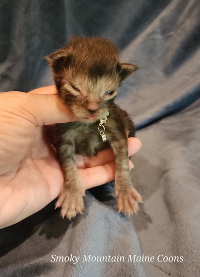 MaineCoonKittenEpiphanyAkoni04292025MLtBlue3.jpg