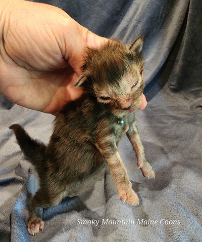 MaineCoonKittenEpiphanyAkoni04292025MLtBlue4.jpg