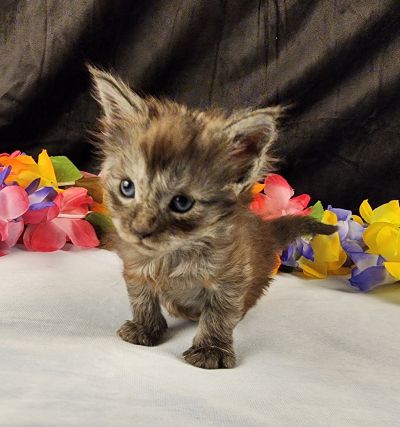 MaineCoonKittenEpiphanyAkoni04292025MLtBlue5.jpg