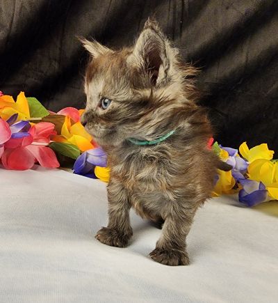 MaineCoonKittenEpiphanyAkoni04292025MLtBlue6.jpg