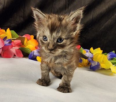 MaineCoonKittenEpiphanyAkoni04292025MLtBlue7.jpg