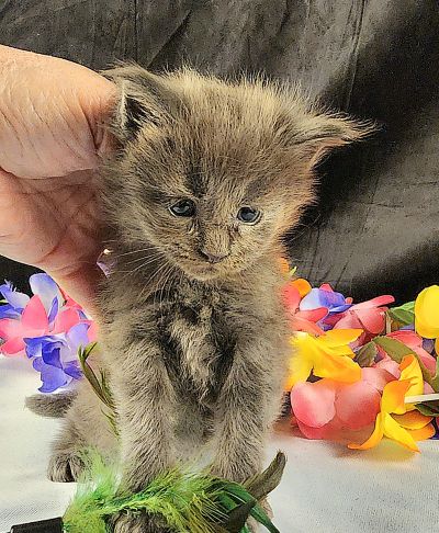 MaineCoonKittenEpiphanyAkoni04292025MOrange10.jpg