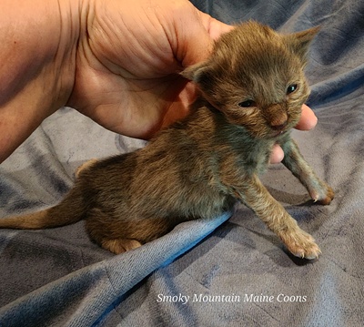MaineCoonKittenEpiphanyAkoni04292025MOrange3.jpg