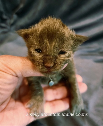 MaineCoonKittenEpiphanyAkoni04292025MOrange4.jpg