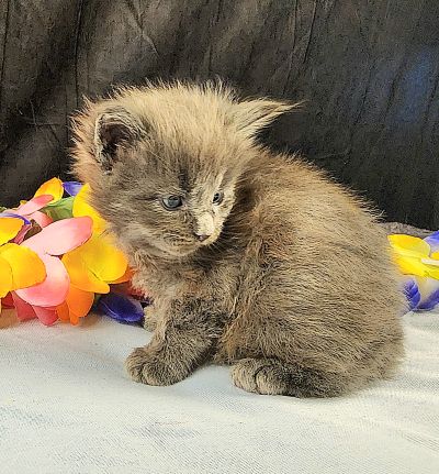 MaineCoonKittenEpiphanyAkoni04292025MOrange7.jpg