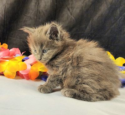 MaineCoonKittenEpiphanyAkoni04292025MOrange8.jpg