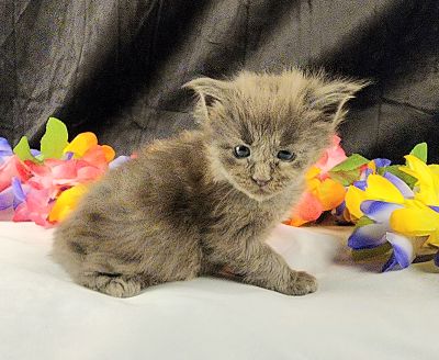 MaineCoonKittenEpiphanyAkoni04292025MOrange9.jpg
