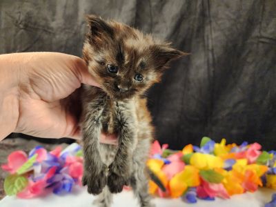 MaineCoonKittenEpiphanyAkoni04292025Navy10.jpg